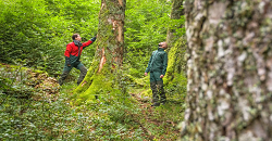 Changement climatique : adapter la forêt