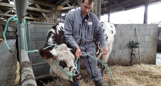 Homme intervenant sur un bovin